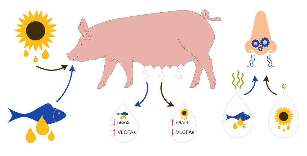 The effect of dietary n-3 fatty acids on sow’s milk has been confirmed by our research